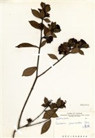 藏品(山黃梔)的圖片